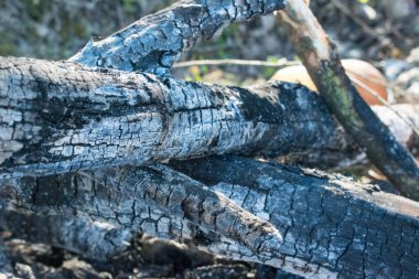 Yangından sonra dallar ve ağaçlar yanmış ve kalıntılar yanmış.