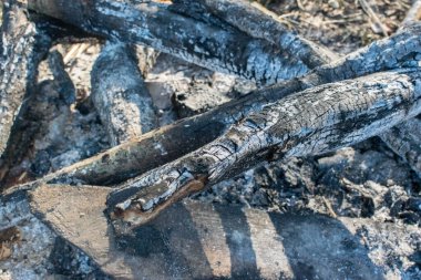 Yangından sonra yanan ağaçlar vardı.