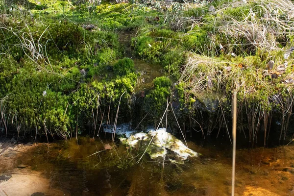 Paludi Acqua Con Fango Alla Luce Del Sole Scorre Ruscello — Foto Stock