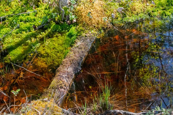 Pantano Soleado Día Verano Agua Musgo Sphagnum —  Fotos de Stock