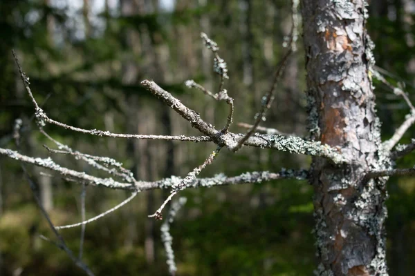 Dry Old Coniferous Tree Branch — Stock Photo, Image