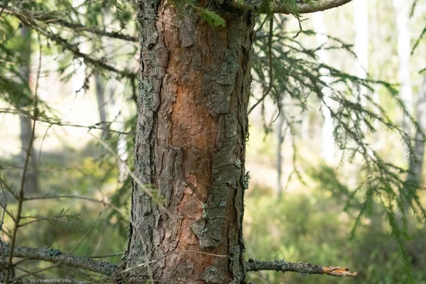 Trunk Coniferous Spruce Tree Shade — Stock Photo, Image