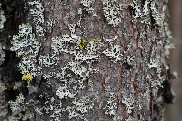 Vieux Tronc Arbre Gros Plan — Photo