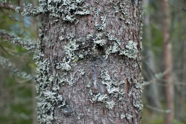 Yaşlı Bir Ağacın Gövdesi Ormanda Yetişiyor — Stok fotoğraf