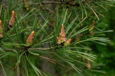 Genç çam kozalakları yeşil kozalaklı dalların arka planı