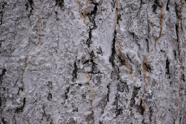 Vieil Arbre Blanc Fond Écorce Gros Plan — Photo