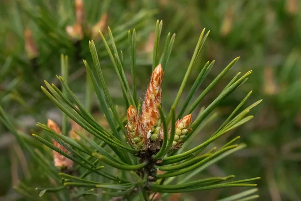 Young Pine Cones Young Coniferous Twigs — Stock Photo, Image