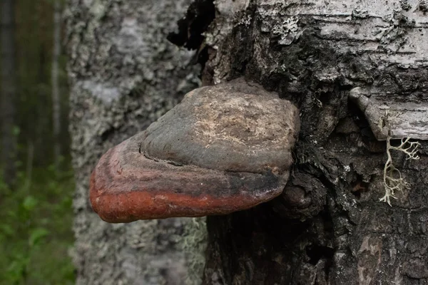 Fomes Fomentarius Cogumelo Cultivado Tronco Árvore — Fotografia de Stock