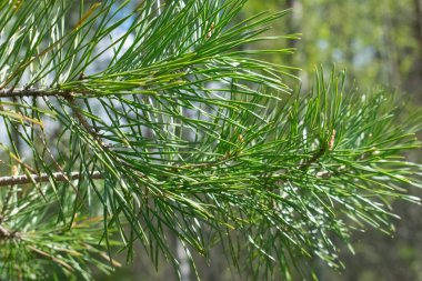 Kozalaklı ağaçların köknar dalları