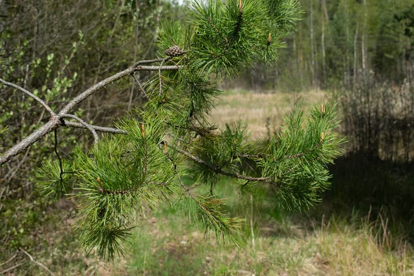 Fichtenzweige Nahaufnahme Nadelbaum Auf Dem Hintergrund Des Waldes — Stockfoto