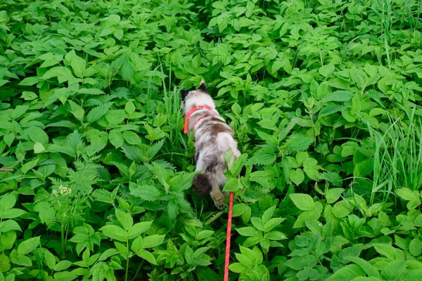 Gato Doméstico Arnês Anda Grama Alta — Fotografia de Stock