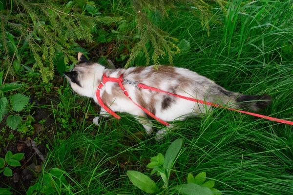 Gatto Domestico Imbracatura Cammina Strada Estate Sotto Albero Natale Nell — Foto Stock