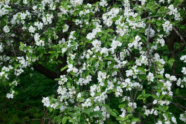 Jabloň Plná Květin Jarní Kvetoucí Ovocný Strom — Stock fotografie