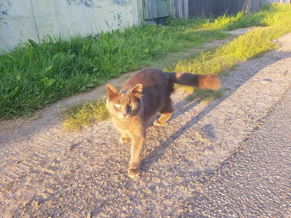 国内の猫が村の通りを歩き 灰色の猫が日光に照らされている — ストック写真