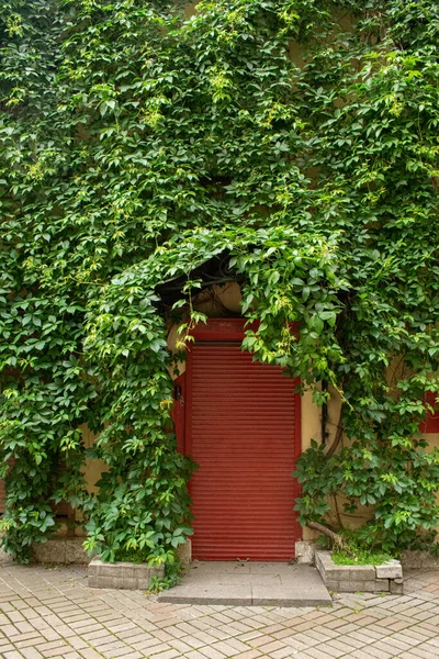 Parthenocissus quinquefolia si snoda sopra una porta di ferro — Foto Stock