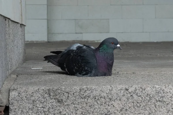 Die Taube liegt mit den Beinen unter dem Beton — Stockfoto