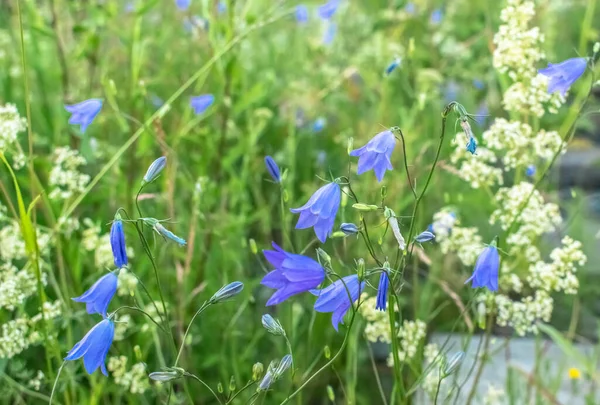 Blå Campanula vilda blommor i en glänta med solen — Stockfoto