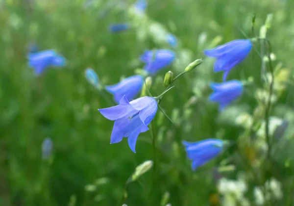 Blå Campanula vilda blommor närbild — Stockfoto