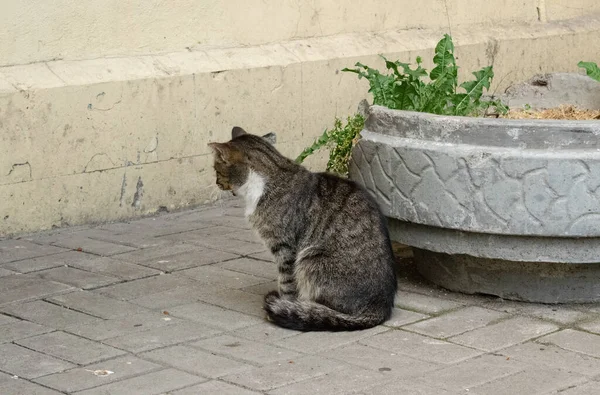 Zbloudilá kočka sedí na ulici bokem ke kameře — Stock fotografie