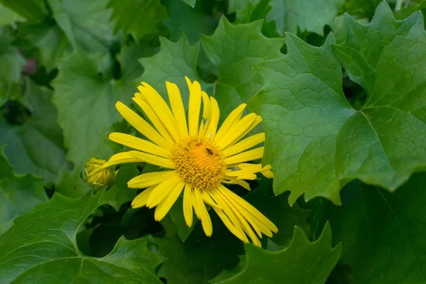 Doronicum orientalne, lub lamparty zgubne zbliżenie — Zdjęcie stockowe