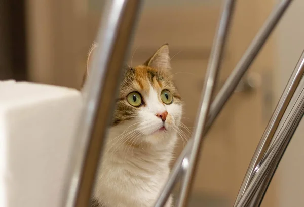 Um gato multicolorido bonito senta-se em uma cadeira e olha com grandes olhos amarelos — Fotografia de Stock