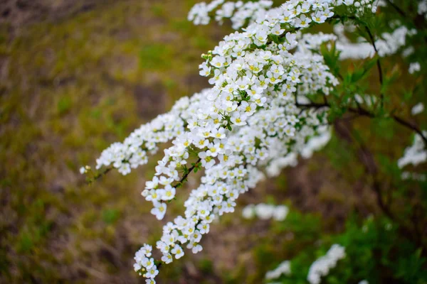 Spiraea šedý, listnatý okrasný keř čeledi Rosaceae. Ty květiny jsou bílé. — Stock fotografie