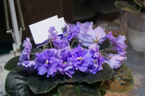 Viola violet indoor flower. There is a sign for an inscription with an empty space.