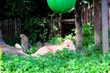 Beyaz bir dişi aslan küçük ağaçların arkasında yatıyor.