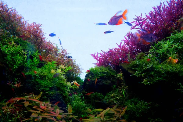 Bandada Peces Medio Colorido Árbol Bajo Agua —  Fotos de Stock