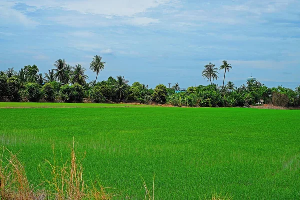 Hindistan Cevizinden Önce Yeşil Pirinç Tarlası Mavi Gökyüzü Arka Planındaki — Stok fotoğraf
