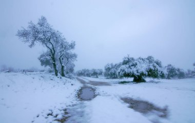 Paisaje blanco de invierno con arbol y olivo al lado de camino con charco en clave alta
