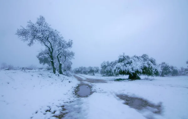 Paisaje Blanco Invierno Con Arbol Olivo Lado Camino Con Charco — Stock Fotó