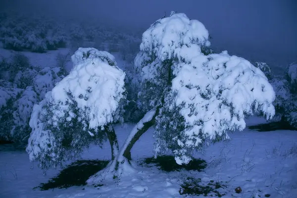 Paisaje Blanco Invierno Con Olivo Nieve Clave Alta —  Fotos de Stock