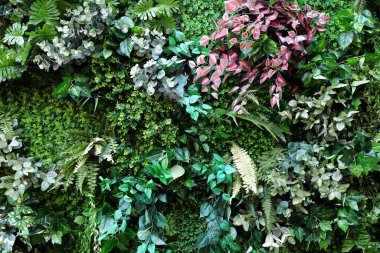 Yeşil arka planda tropik yeşil yaprak, yeşil yaprakların arka planı, yaz ya da bahar mevsimi.