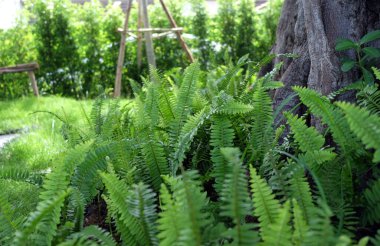 Yeşil arka planda tropik yeşil yaprak, yeşil yaprakların arka planı, yaz ya da bahar mevsimi.