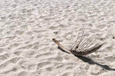 Kumsal kum dokusu. Arka plan için kum denizi.