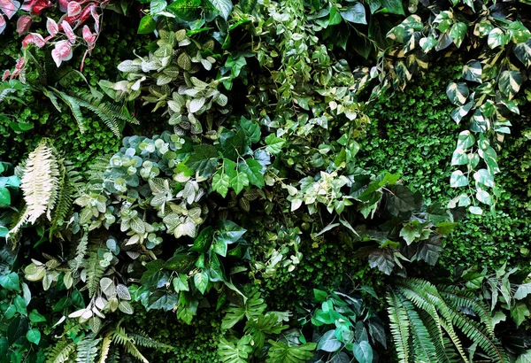 Тропічний Зелений Листя Зеленому Тлі Задній План Зеленого Листя Літо — стокове фото