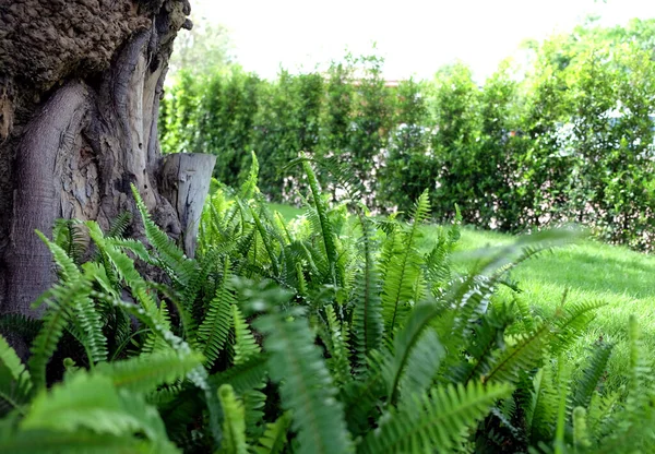 Zielony Liść Tropikalny Zielonym Tle Tło Zielonych Liści Sezon Letni — Zdjęcie stockowe