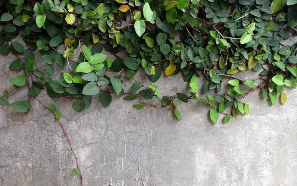 Naturalne Zielone Tło Figa Pnąca Ficus Pumila Używana Dekoracji Ścian — Zdjęcie stockowe