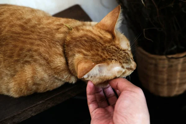 Cat Relaks Kanapie Kolorowym Tle Rozmycia Ładny Kot Śmieszne Zbliżenie — Zdjęcie stockowe
