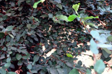 Doğal yeşil arka plan. Sürünen incir (Ficus pumila) bir evin duvarlarını süslemek için kullanılır.