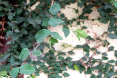 Doğal yeşil arka plan. Sürünen incir (Ficus pumila) bir evin duvarlarını süslemek için kullanılır.