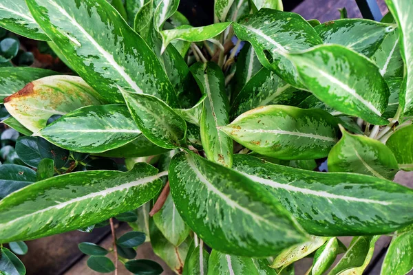 Folha Verde Tropical Nos Fundos Verdes Fundo Folhas Verdes Verão — Fotografia de Stock