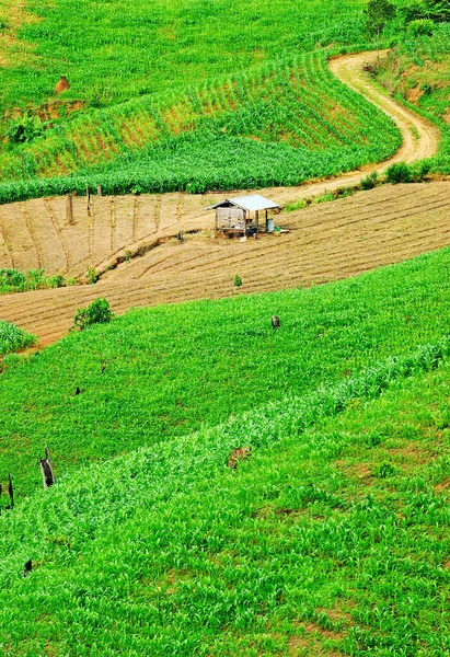 Terraço Campos Arroz Mae Chaem Chiang Mai Tailândia — Fotografia de Stock