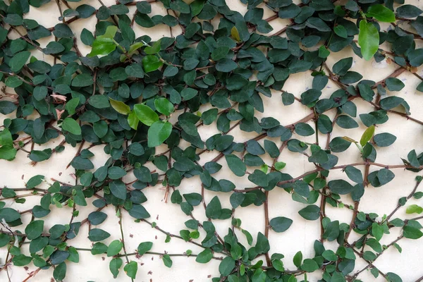 Естественный Зеленый Фон Ползучий Инжир Ficus Pumila Используется Украшения Стен — стоковое фото