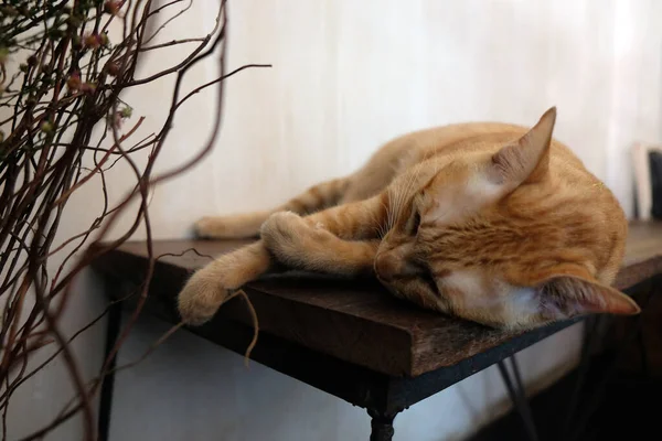 猫在沙发上悠闲自在地躺在五颜六色的模糊背景里 可爱滑稽的猫靠得很近 躲躲闪闪的猫 猫在休息 — 图库照片