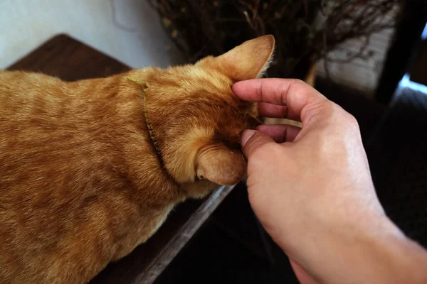 Расслабление Кошки Диване Цветном Размытом Фоне Симпатичная Смешная Кошка Крупным — стоковое фото