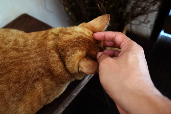 배경의 소파에 고양이 귀엽게 고양이 가까이 고양이 고양이쉬고 고양이 — 스톡 사진