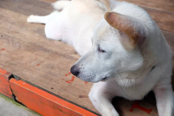 Собака Белая Милая Симпатичная Дома — стоковое фото