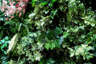 Yeşil arka planda tropik yeşil yaprak, yeşil yaprakların arka planı, yaz ya da bahar mevsimi.